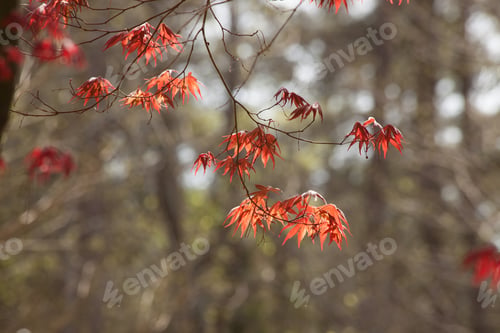 Preview: Red Leaves Of A Japanese M