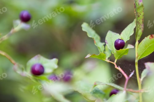 Preview: Close Up Of A Huckleberry On The Bush Late Summer In Therountasin Of Southern Oregon