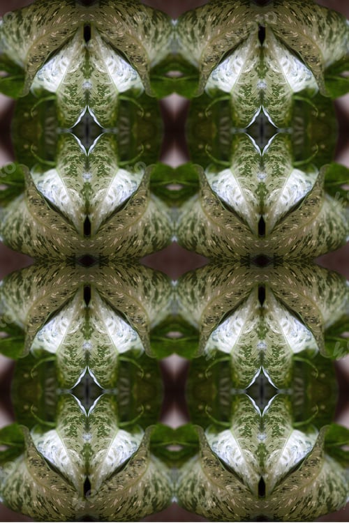 Preview: A Dieffenbachia Snow Plant Abstract With Lush Variegated Leaves 0298