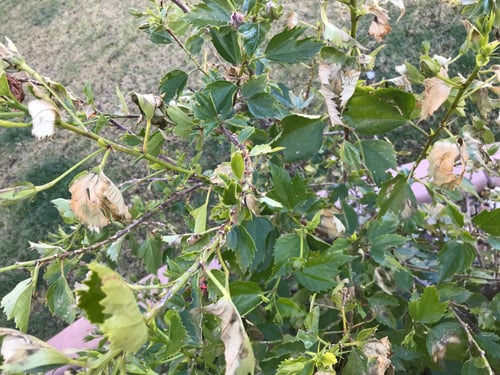 Preview: A Hibiscus Bush Plant With Damage From Cold Winter Frost 0466