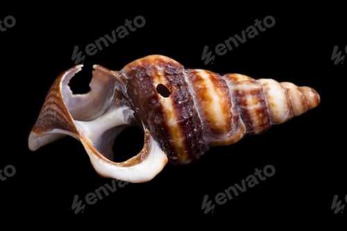 Preview: Beautiful Sea Shell Adorned By Amazing Natural Patterns And Color