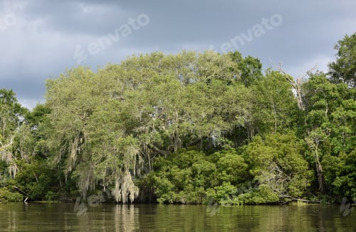 Preview: Lush Trees Growing Along The New Orleans Bayou.