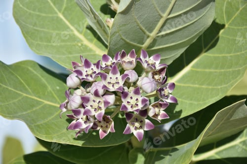 Preview: Beautiful Flowering Giant Milkweed Blossoms In Aruba.