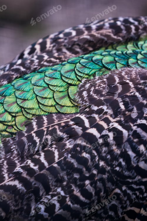 Preview: Close Up Of The Colorful Feathers On An Adult Male Peacock