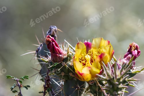 Preview: Close Up Of A Beautiful Orange Bloom On A Desert Cactus In Arizona