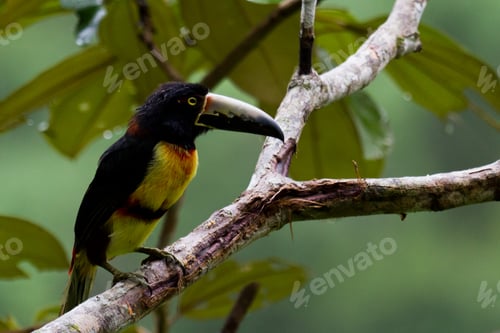 Preview: Collared Aracari Perched On A Branch In The Rain Forest Of Belize
