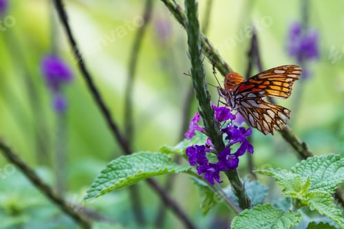 Preview: Tranquil Nature Scene With A Tropical Orange Butterfly Feeding On Porterweed Flower Nectar