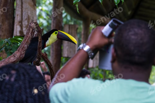 Preview: Alajuela, Costa Rica - May 02: Toucan In A Private Wildlife Refuge And Learning Center Open To The