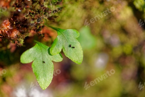 Preview: Leaves Growing On The Trunk Of A Tree And With Parasitic Insects On Them