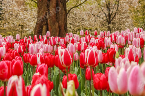 Preview: Netherlands Amsterdam Keukenhof Park Flowers Fields Tulips Colorful Red Pink