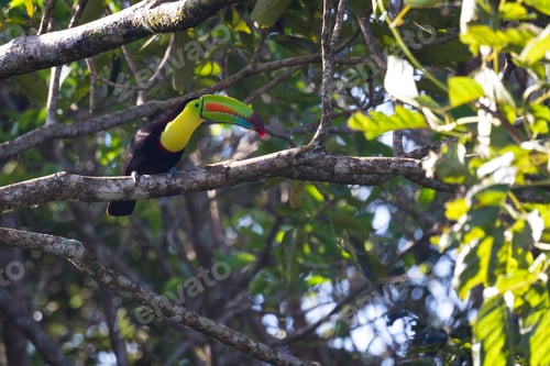 Preview: Keel Billed Toucan Perched On A Tree Branch In The Rainforest Of Costa Rica