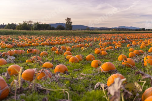 Preview: Martindale Pumpkin Patch Farm Series - Beautiful Pumpkin Patch Field In The Evening, Victoria Bc