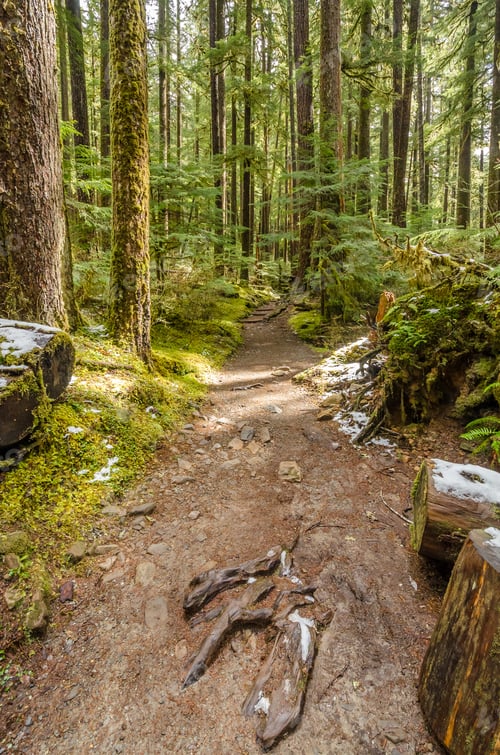 Preview: Fragment Of Soleduck Trail In Olympics Park, Washington, Usa