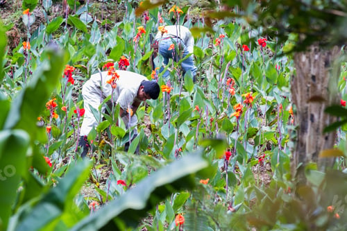 Preview: Alajuela, Costa Rica - May 02: Gardeners Landscaping A Beautiful Hillside With Colorful Flowers And
