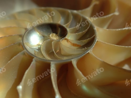 Preview: Close Up Of A Chambered Nautilius