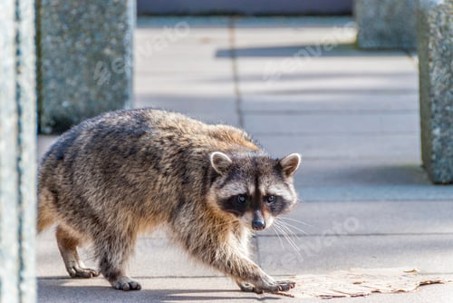 Preview: A Close-Up View Of A Cute Raccoon.