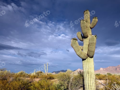 Preview: Organ Pipe Cactus National Monument, Arizona