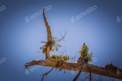 Preview: A Branch Of A Dead Tree With Air Plants Growing On Its Limb With A Blue Sky Background