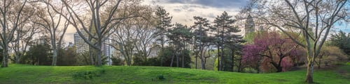 Preview: Spring In Central Park, New York City With Japanese Cherry Trees