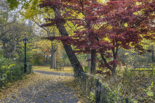 Preview: Central Park, New York City Autumn Scene With Japanese Maples