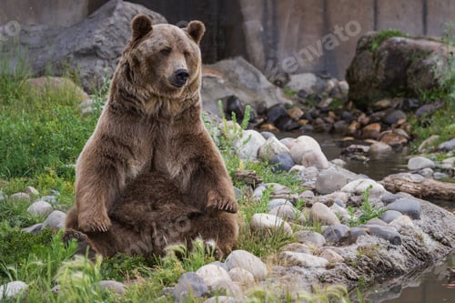 Preview: Adult Male Grizzly Bear Sitting On His Rear End Reaching For His Rear Feet