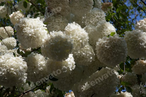 Preview: Chinese Snowball Viburnum, White Flowers
