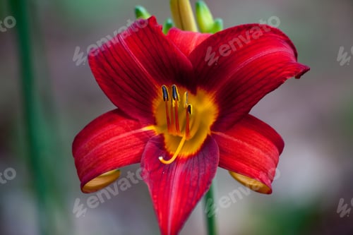 Preview: Red And Yellow Lily In The Garden
