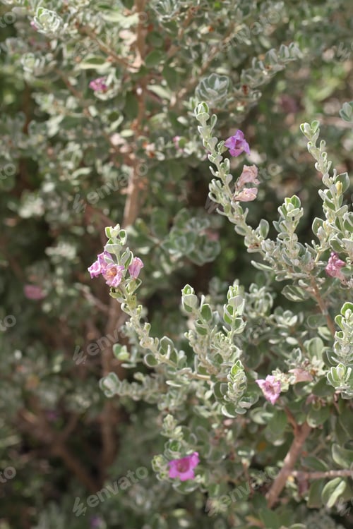 Preview: A Leucophyllum Fructescens Cenizo Plant With Purple Flowers 0676