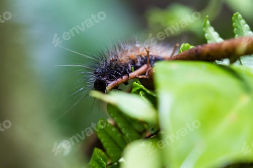 Preview: Close Up Of A Large Caterpillar In The Cloud Forest Of Costa Rica