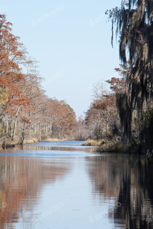 Preview: Swamp Trees Reflected In Quiet Water
