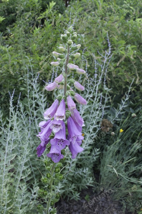 Preview: Purple Flowers Against A Background Of Green