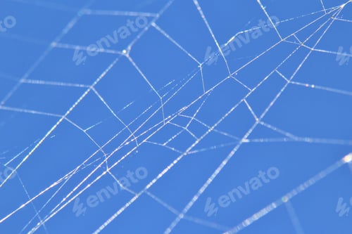 Preview: Golden Orb Web Weaver - Spider Background From Africa - Web Beauty And Textured From Nature