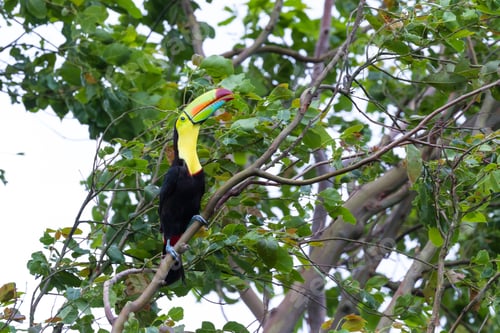 Preview: Keel Billed Tucan, A Beautiful Bird With Vivid Colors Perched On A Tree In The Rainforest Of Costa