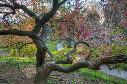 Preview: Spring In Central Park, New York City