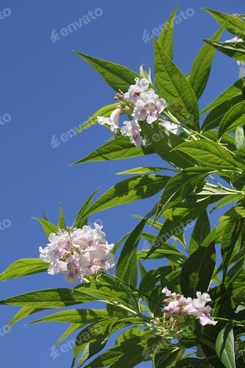Preview: A Chitalpa Tree With White Flowers 5815