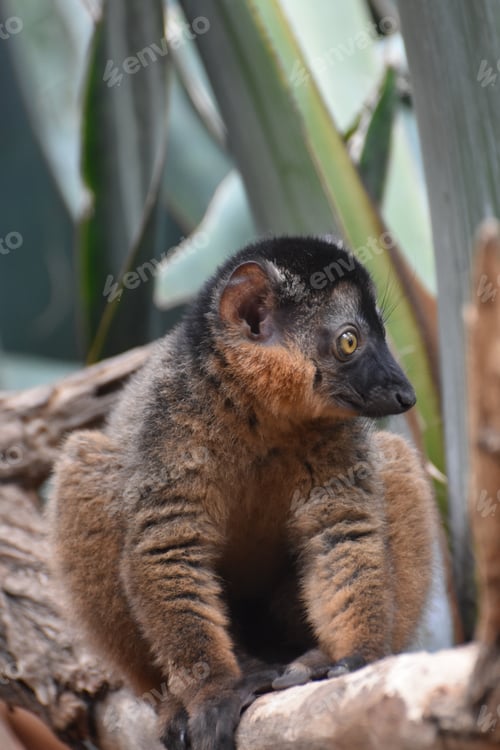Preview: Cute Endangered Collared Lemur Living In Nature