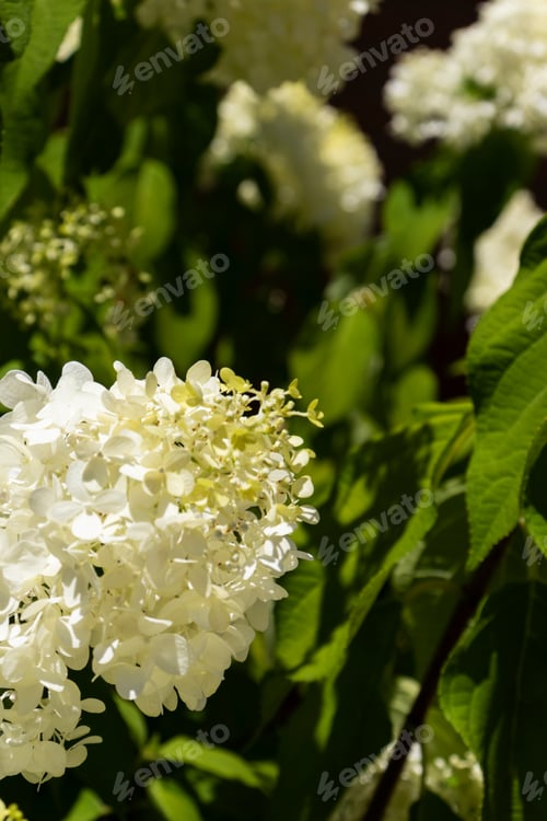 Preview: Closeup Of Big Pretty White Hydrangea Flower Blossoms