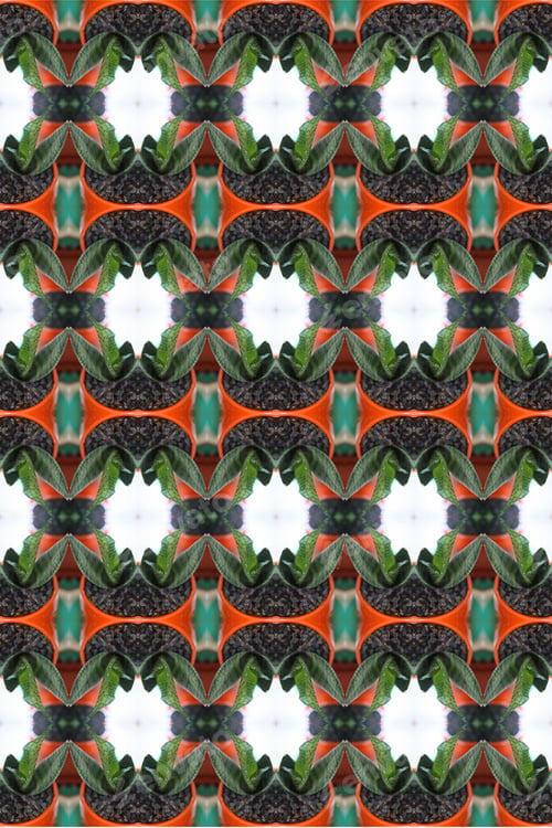 Preview: A Sansiveria House Plant Abstract With A Bright Orange Glazed Pot 0316
