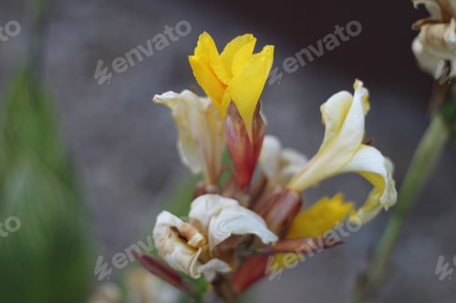 Preview: A Lemon Punch Canna Lily Plant 5968