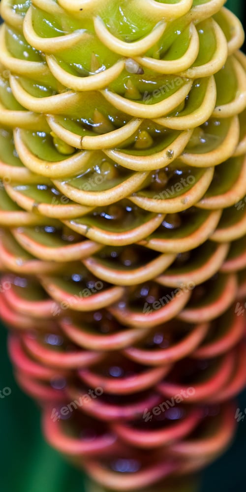 Preview: Beautiful Pattern And Color Gradient On A Tropical Plant In Costa Rica