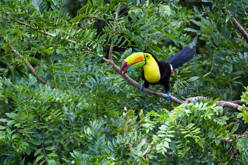 Preview: Keel Billed Tucan Perched On A Tree In The Rainforest Of Costa Rica