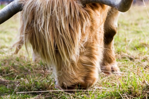 Preview: Close Up Of A Light Brown Highland Cow Feeding On Green Grass Near The Culloden Battlefield In The