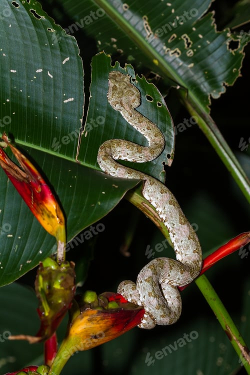 Preview: Close Up Of A Eyelash Viper Wrapped Around A Tropical Flower In Costa Rica