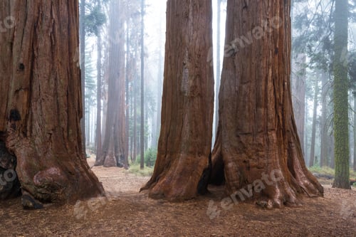 Preview: Base And Trunk Of A Giant Sequoia Tree In A Forest In The Sequoia National Park In California