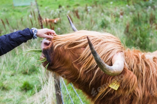 Preview: Close Up Of A Large Male Scottish Bull Being Fed Fresh Grass By Hand