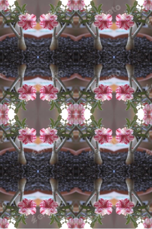 Preview: A Closeup Of An Adenium Plant With Double Bloom Pink And White Flowers 0165