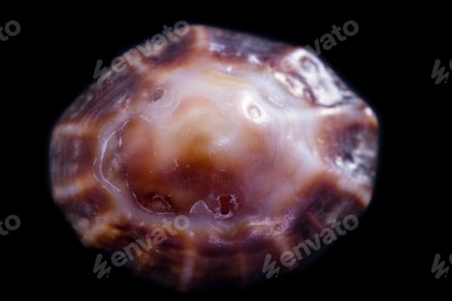 Preview: Beautiful Sea Shell Adorned By Amazing Natural Patterns And Color