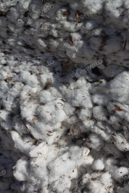Preview: A Closeup Of A Bale Of Cotton Fresh From The Field. 4639