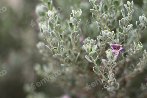 Preview: A Barometerbush Plant With Purple Flowers 0824