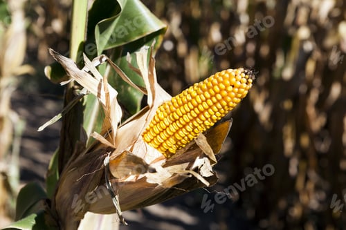 Preview: Corn Field